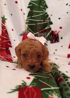 Tally, a female Cavapoo for sale in Stoutland, MO – 2 of 7