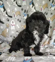 Amanda , a female Cavapoo and Poodle - Miniature  for sale in Stoutland, MO – 6 of 8