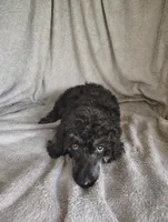 Sully, a male Poodle - Standard  for sale in Stoutland, MO – 2 of 8