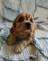 Trevor, a male Cavachon for sale in Stoutland, MO – 6 of 9