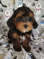 Samuel, a male Yorkipoo for sale in Stoutland, MO – 8 of 8