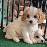 Tracie, a female Cavachon for sale in Stoutland, MO – 8 of 10