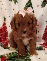 Layla, a female Cavapoo for sale in Stoutland, MO – 4 of 6