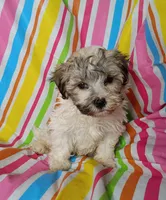 Happy, a male Havanese for sale in Stoutland, MO – 2 of 3
