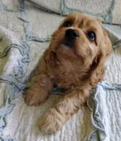Trevor, a male Cavachon for sale in Stoutland, MO – 4 of 9