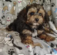 Michael, a male Yorkipoo for sale in Stoutland, MO – 4 of 7