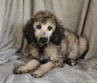 Sammy, a male Poodle - Standard  for sale in Stoutland, MO – 7 of 8