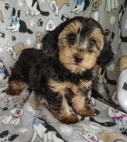 Daniel, a male Yorkipoo for sale in Stoutland, MO – 4 of 9