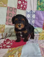 Samuel , a male Yorkipoo for sale in Stoutland, MO – 10 of 10