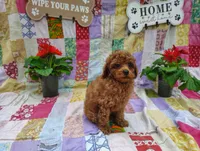 Theodore , a male Poodle - Miniature  for sale in Stoutland, MO – 4 of 5