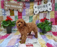 Eleanor , a female Poodle - Miniature  for sale in Stoutland, MO – 2 of 3