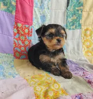 Leo, a male Maltipoo and Yorkshire Terrier for sale in Stoutland, MO – 5 of 9