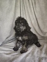 Sully, a male Poodle - Standard  for sale in Stoutland, MO – 6 of 8