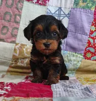 Dede, a female Yorkipoo for sale in Stoutland, MO – 3 of 10