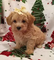 Maddie, a female Maltipoo for sale in Stoutland, MO – 4 of 7