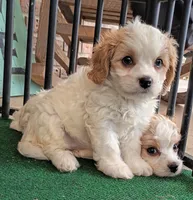 Tracie, a female Cavachon for sale in Stoutland, MO – 5 of 10