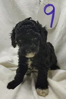 Ashley , a female Cavapoo for sale in Stoutland, MO – Photo 1 of 5