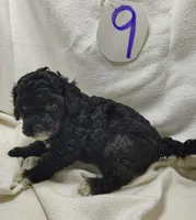 Ashley , a female Cavapoo for sale in Stoutland, MO – Photo 2 of 5