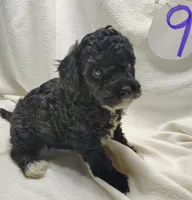 Ashley , a female Cavapoo for sale in Stoutland, MO – Photo 3 of 5