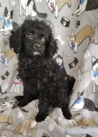 Alex, a male Cavapoo and Poodle - Miniature  for sale in Stoutland, MO – 3 of 3