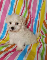 Hillary, a female Havanese for sale in Stoutland, MO – 5 of 5