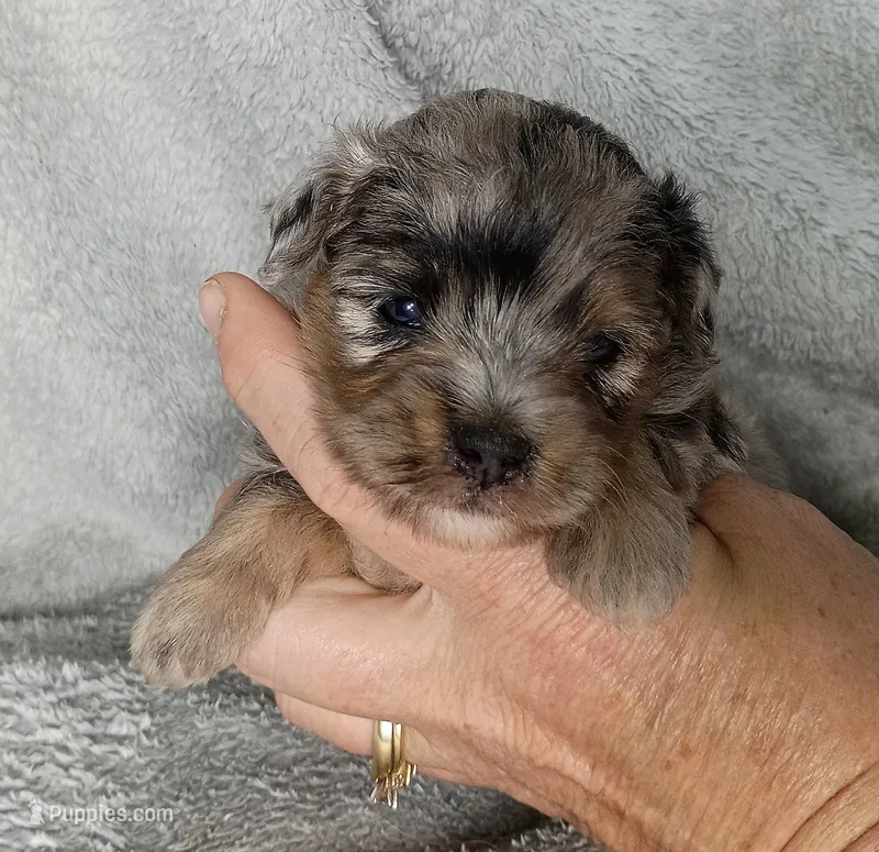 Kristoff  – Poodle - Miniature , Miniature Aussiedoodle puppy for sale in Stoutland, MO