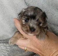 Kristoff , a male Poodle - Miniature  and Miniature Aussiedoodle for sale in Stoutland, MO – 1 of 5
