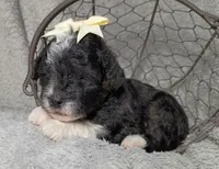 Aurora , a female Poodle - Miniature  and Miniature Aussiedoodle for sale in Stoutland, MO – 2 of 5
