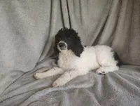 Sonny, a male Poodle - Standard  for sale in Stoutland, MO – 6 of 9