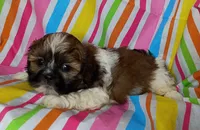 Camden, a male Shih Tzu for sale in Stoutland, MO – 4 of 4