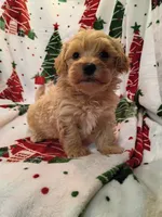 Matthew , a male Maltipoo for sale in Stoutland, MO – 3 of 3