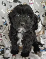 Amanda , a female Cavapoo and Poodle - Miniature  for sale in Stoutland, MO – 7 of 8