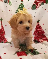Maddie, a female Maltipoo for sale in Stoutland, MO – 7 of 7