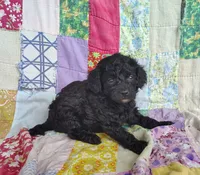Alex, a male Cavapoo and Poodle - Miniature  for sale in Stoutland, MO – 5 of 6