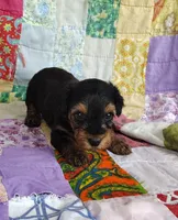 Daniel, a male Yorkipoo for sale in Stoutland, MO – 6 of 10