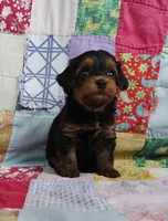 Dede, a female Yorkipoo for sale in Stoutland, MO – 7 of 10