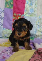 Daniel, a male Yorkipoo for sale in Stoutland, MO – 5 of 10