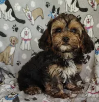 Michael, a male Yorkipoo for sale in Stoutland, MO – 1 of 7