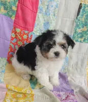 Layla, a female Maltipoo and Yorkshire Terrier for sale in Stoutland, MO – 2 of 9