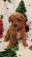 Teddy, a male Cavapoo for sale in Stoutland, MO – 3 of 7