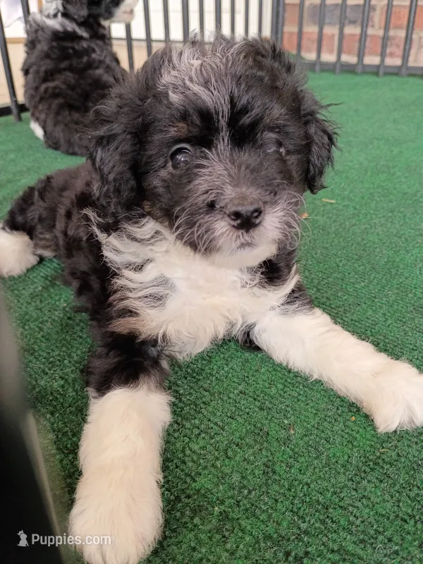 Aurora  – Poodle - Miniature , Miniature Aussiedoodle puppy for sale in Stoutland, MO