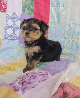 Leo, a male Maltipoo and Yorkshire Terrier for sale in Stoutland, MO – 3 of 9