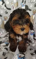 Samuel, a male Yorkipoo for sale in Stoutland, MO – 6 of 8