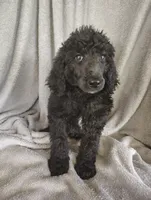 Stephanie, a female Poodle - Standard  for sale in Stoutland, MO – 7 of 9