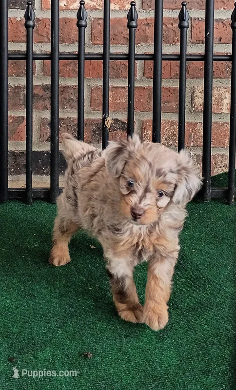 Charming – Poodle - Miniature , Miniature Aussiedoodle puppy for sale in Stoutland, MO