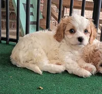 Tracie, a female Cavachon for sale in Stoutland, MO – 10 of 10