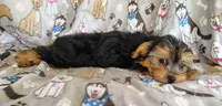 Nick, a male Maltipoo and Yorkshire Terrier for sale in Stoutland, MO – 5 of 7