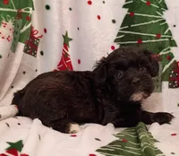 Henry , a male Havapoo for sale in Stoutland, MO – 3 of 8