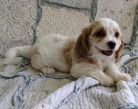 Trixie, a female Cavachon for sale in Stoutland, MO – 3 of 10