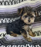 Leo, a male Maltipoo and Yorkshire Terrier for sale in Stoutland, MO – 6 of 7